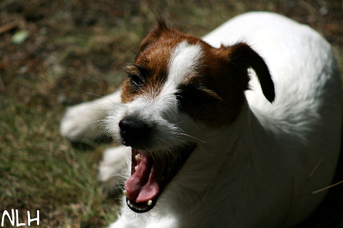 100719 inka4.jpg - Yawning